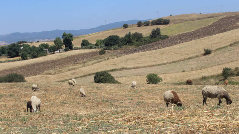 Sheep grazing stubble in the site of Fernana – Northwestern Tunisia (Photo credit: Zied Idoudi/ICARDA) 