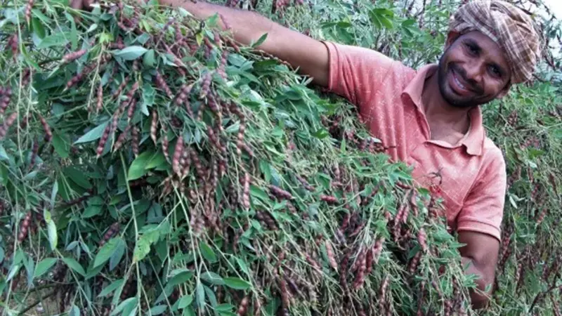 Farmer with pigeon pea Farmer with pigeon pea