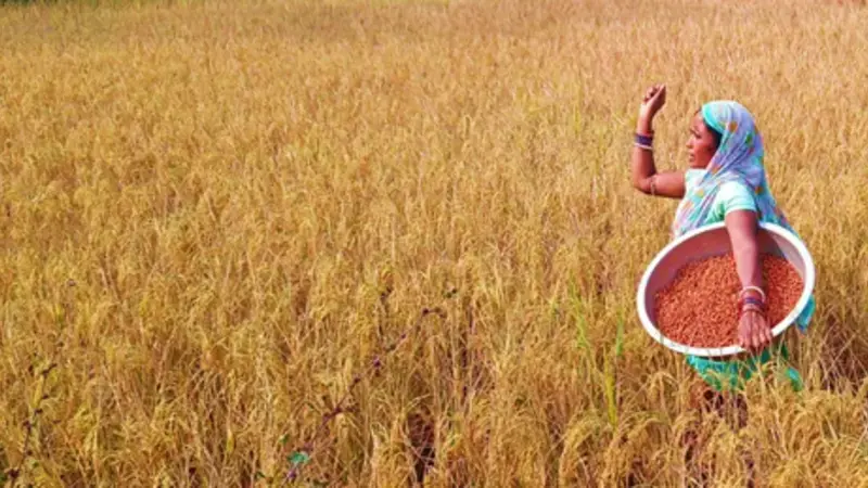 Grasspea field Grasspea field