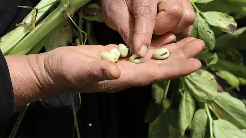 world pulses day