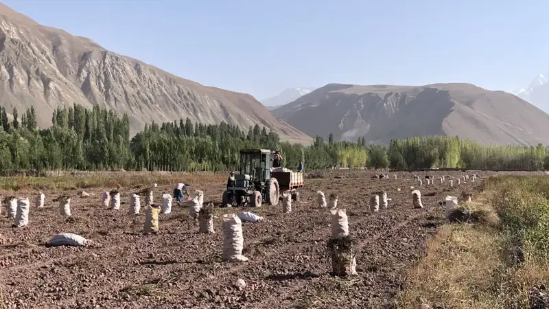 A field of freshly harvested potatoes in Tajikistan. A field of freshly harvested potatoes in Tajikistan.