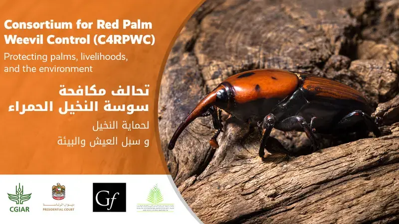 Red Palm Weevil Red Palm Weevil
