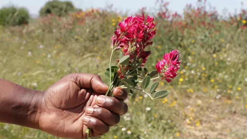Sulla (Hedysarum coronarium L.), a native forage legume.