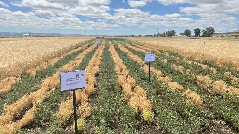 Relay intercropping