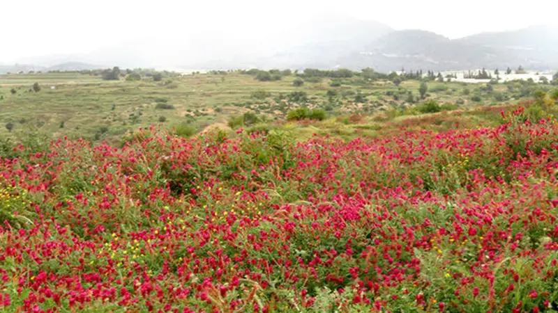 Scaling  Rhizobial Inoculation for Leguminous Forage Crops