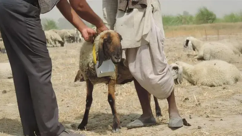 Using GPS collars to monitor herd mobility across the landscape Using GPS collars to monitor herd mobility across the landscape