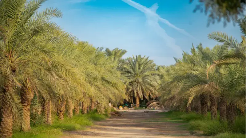 Photo credit: ICARDA/Ahmed Elsheemy