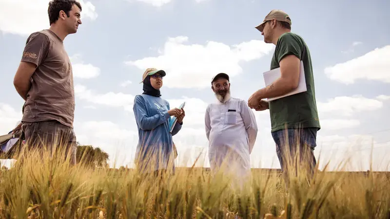From left to right: ICARDA/BOLD’s Drs. Miguel Sanchez, Meryem Zeim, and Filippo Bassi talking with a farmer who evaluated the Jawahir durum wheat variety on his farm located in the dry region of Safi in Morocco. Photo Credit: Ahmed Isamili/ Crop Trust 