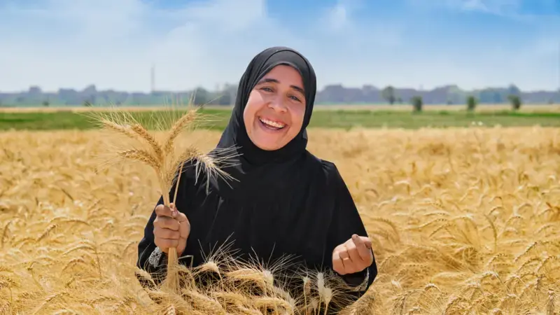 Egyptian farmer in a wheat field - Photo: Ahmed ElSheemy/ICARDA