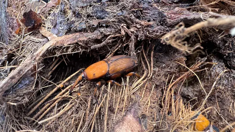 RPW-infested date palm tree