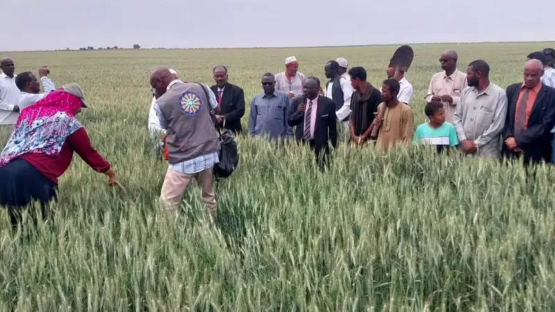 A field day and harvest day of wheat in New Halfa, Kassala State in 2025       