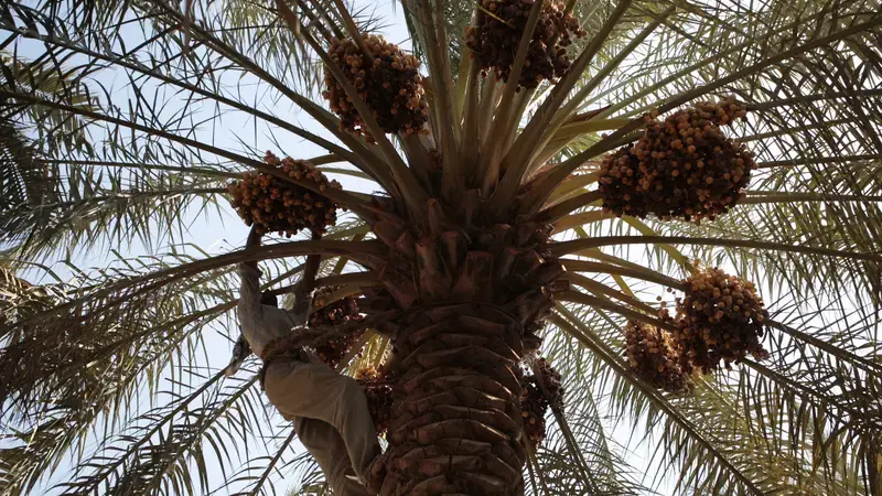 A man harvesting dates from a palm tree.