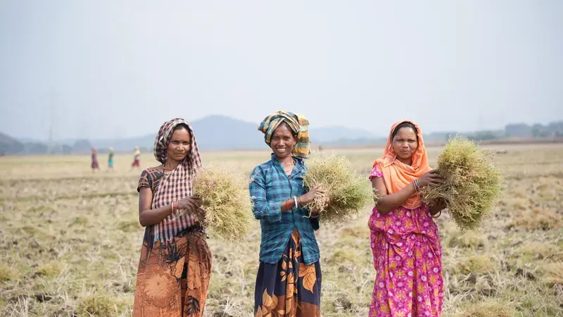 Women farmers holding a lentil harvest in Odisha