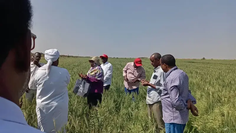 The field day event of TAAT II Wheat Compact at Elmangael IP site in Gezira Scheme, Sudan.