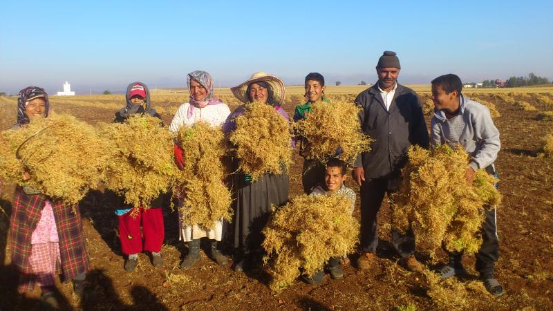 2016 has been named the International Year of Pulses by the UN General Assembly. 