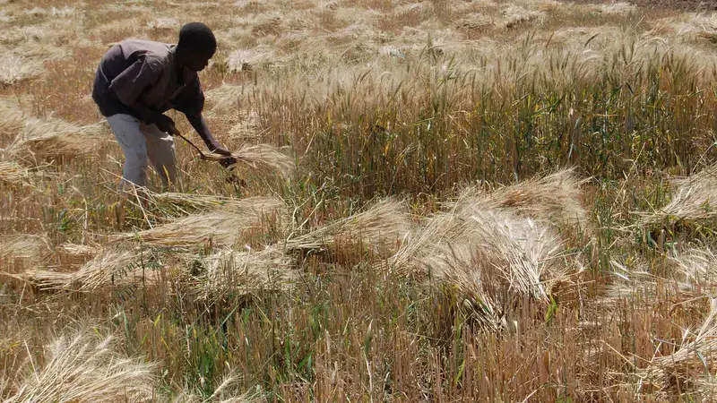 Harvesting wheat in Kano, Nigeria. Harvesting wheat in Kano, Nigeria.