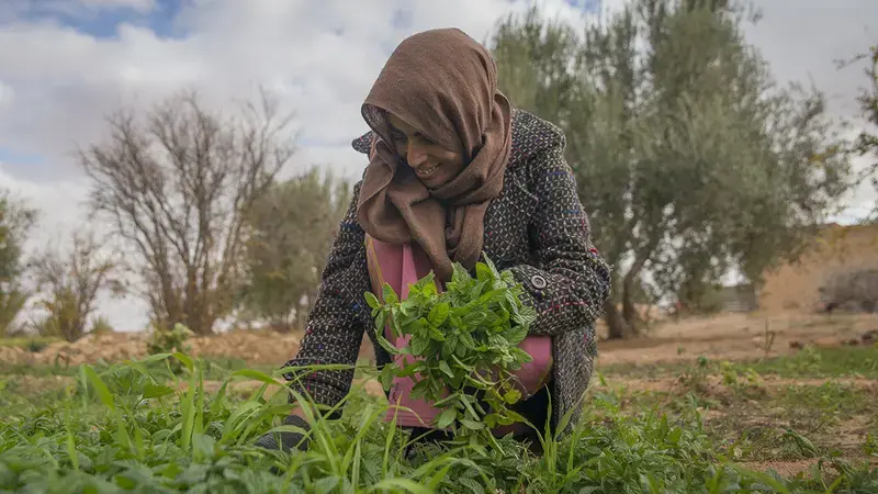 A new discussion paper published by ICARDA and the CGIAR Research Program on Climate Change, Agriculture and Food Security outlines a ‘resilience strategy.’ (Photo credit: CGIAR Dryland Systems) A new discussion paper published by ICARDA and the CGIAR Research Program on Climate Change, Agriculture and Food Security outlines a ‘resilience strategy.’ (Photo credit: CGIAR Dryland Systems)