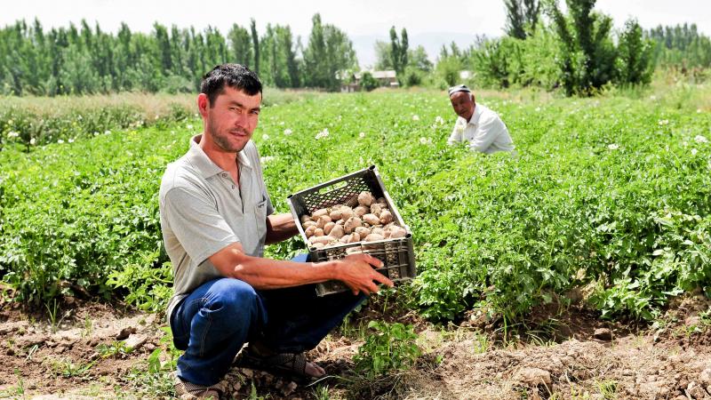 A potato farmer in Tajikistan (Photo: Neil Palmer/IWMI)