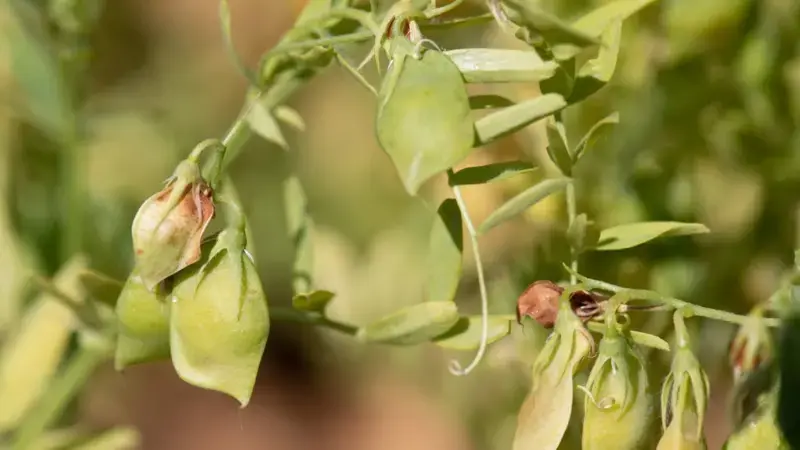 The potential for scaling out this model to other states is significant (Photo: Michael Major/Crop Trust) The potential for scaling out this model to other states is significant (Photo: Michael Major/Crop Trust)