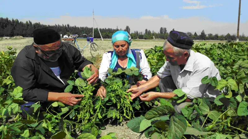 Planting mungbean as a catch crop after winter wheat harvest in Fergana Valley action site to improve farmers’ incomes and improve the soil. Planting mungbean as a catch crop after winter wheat harvest in Fergana Valley action site to improve farmers’ incomes and improve the soil.
