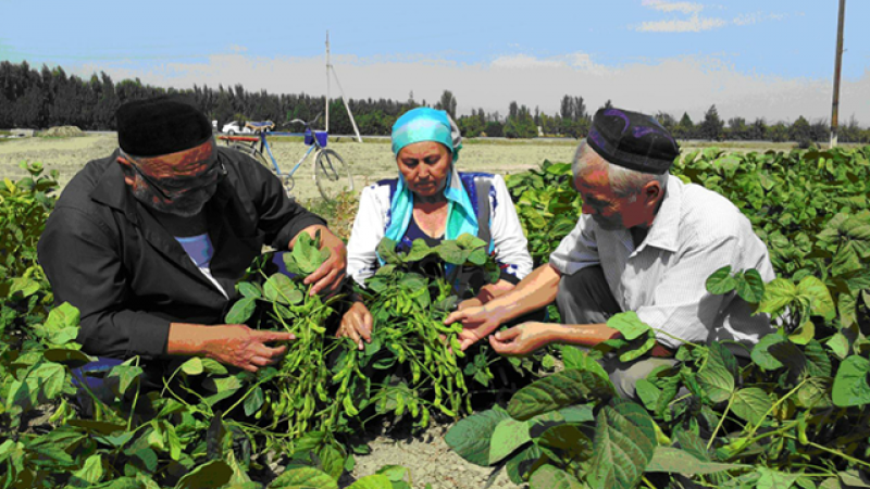 Planting mungbean as a catch crop after winter wheat harvest in Fergana Valley action site to improve farmers’ incomes and improve the soil.