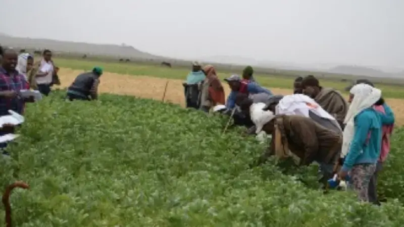 Farmers from Tera and Angolela district evaluating faba bean varieties put to a PVS trial under irrigation at Chacha, Ethiopia, during Belg season, 2015. Farmers from Tera and Angolela district evaluating faba bean varieties put to a PVS trial under irrigation at Chacha, Ethiopia, during Belg season, 2015.