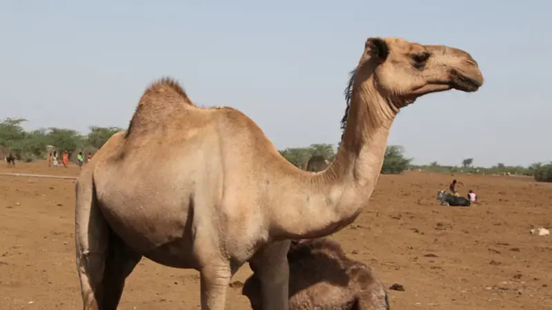 Camel with calf in Afar, Ethiopia (photo credit: ILRI) Camel with calf in Afar, Ethiopia (photo credit: ILRI)
