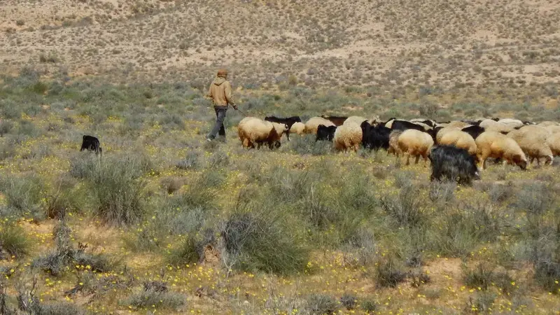 Rangeland can be exploited in a rest-rotational system Rangeland can be exploited in a rest-rotational system
