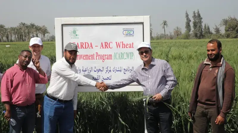 The collaboration between ICARDA and Egypt’s Agricultural Research Center aims to boost resilience and enhance food security in the region The collaboration between ICARDA and Egypt’s Agricultural Research Center aims to boost resilience and enhance food security in the region