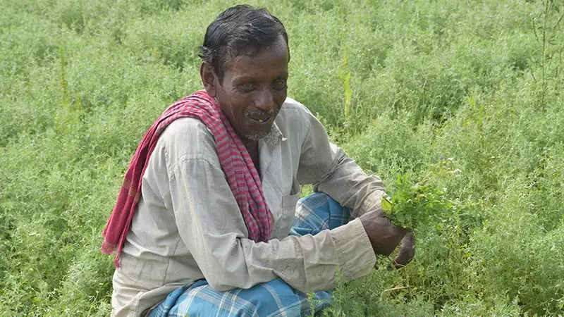 Farmers are growing lentils in their fields left fallow after rice harvests. Farmers are growing lentils in their fields left fallow after rice harvests.