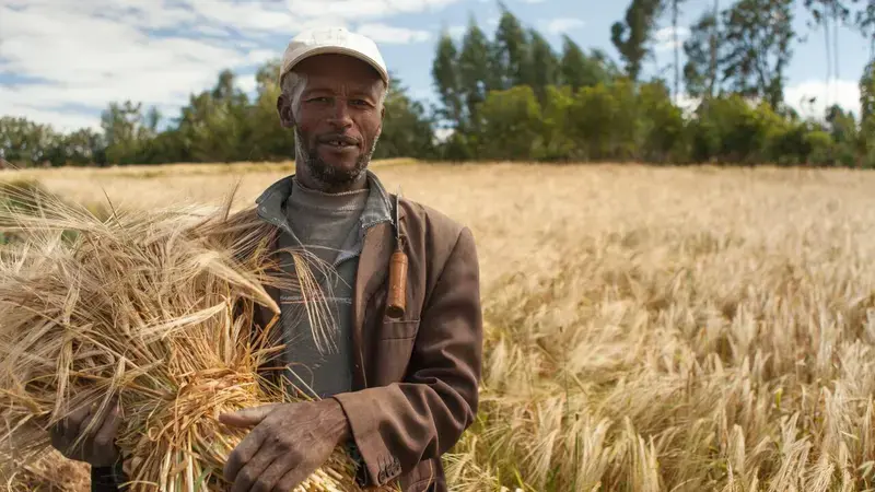 Improved malt barley varieties link to boom in beverages market, Ethiopia Improved malt barley varieties link to boom in beverages market, Ethiopia