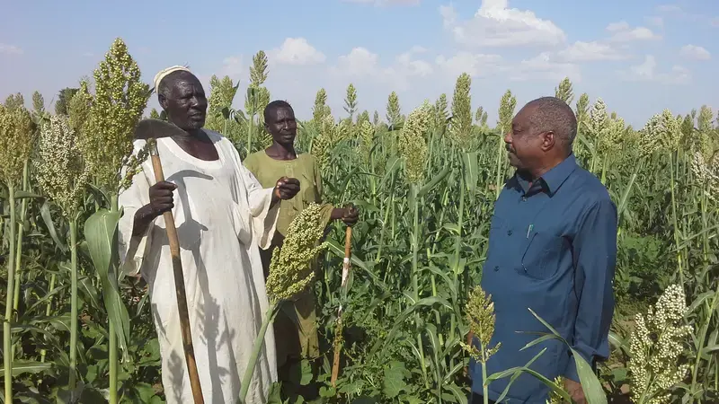 Supplemental irrigation is boosting the productivity of strategic crops like sorghum Supplemental irrigation is boosting the productivity of strategic crops like sorghum