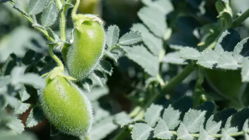 Chickpea in Terbol Station, Lebanon. Photo: Michael Major/Crop Trust Chickpea in Terbol Station, Lebanon. Photo: Michael Major/Crop Trust