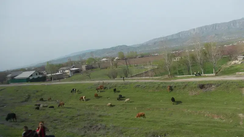 Development of a heat-tolerant livestock sector could decrease farmers’ vulnerability in Tajikistan as agricultural revenue drops due to climate change
