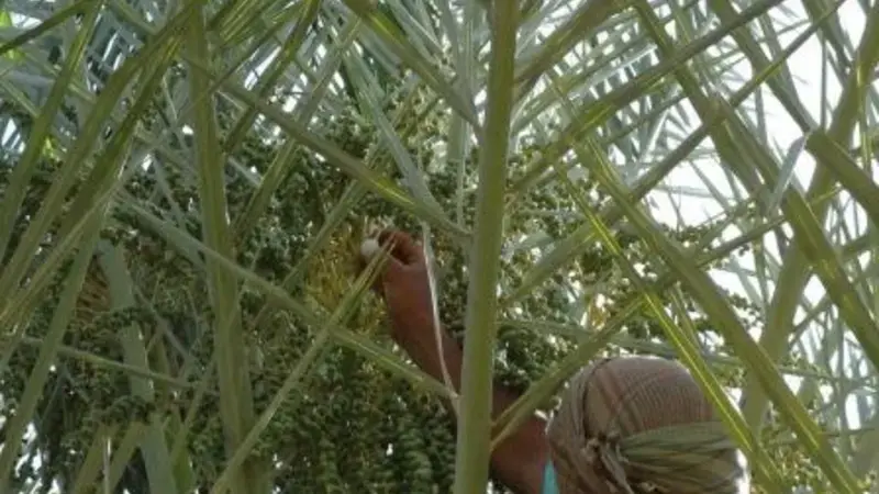 The capacity strengthening initiatives targeted date palm production – a strategic crop across the Arabian Peninsula. The capacity strengthening initiatives targeted date palm production – a strategic crop across the Arabian Peninsula.