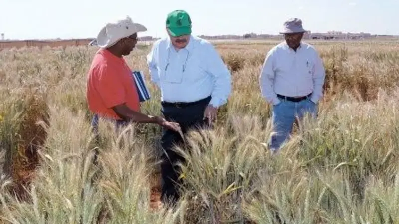 Wheat is a crucial commodity across the world’s dry areas where ICARDA works with national partners to raise productivity and develop new varieties Wheat is a crucial commodity across the world’s dry areas where ICARDA works with national partners to raise productivity and develop new varieties