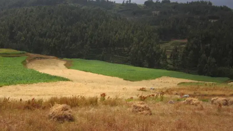 Faba bean (green) and barley (partially harvested) planted on a highly degraded landscape
