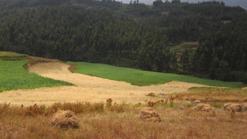 Faba bean (green) and barley (partially harvested) planted on a highly degraded landscape