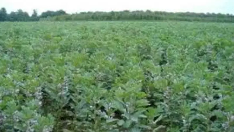Greece encompasses the primary and secondary centers of diversity for several crops of global significance, including faba bean. Greece encompasses the primary and secondary centers of diversity for several crops of global significance, including faba bean.