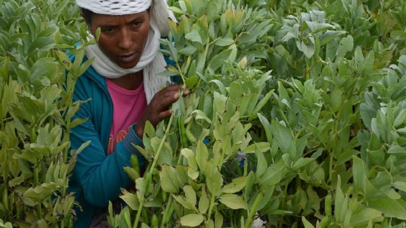 Female farmer with imrpoved faba bean variety of her choice at Chacha, Ethiopia