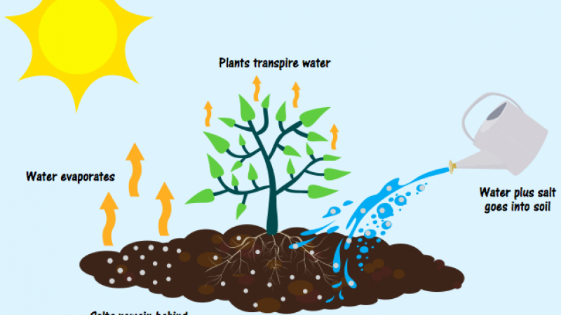 Salt accumulation methods in the root zone of the irrigated land (Credit: WLE).