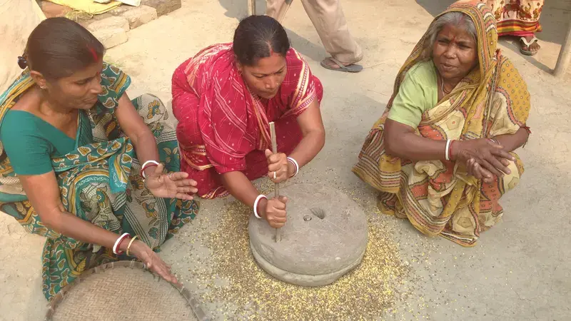 Indian women grinding grasspea. In collaboration with national partners like ICAR, ICARDA is developing low toxin grasspea varieties Indian women grinding grasspea. In collaboration with national partners like ICAR, ICARDA is developing low toxin grasspea varieties