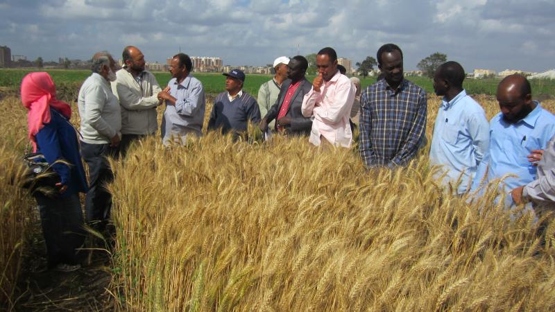 Participants from the National Seed Administration of Sudan during a training course on high quality seed production