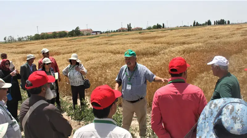International scientists gather in Turkey for a traveling seminar to share the latest developments on winter wheat International scientists gather in Turkey for a traveling seminar to share the latest developments on winter wheat