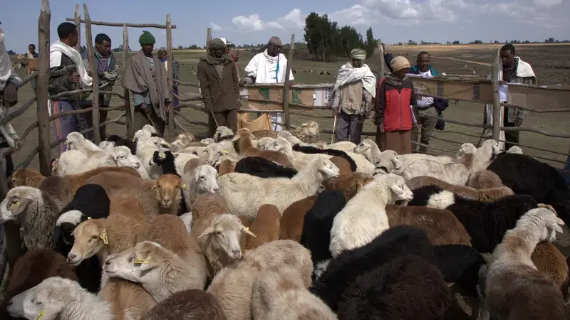 Community engagement in the award winning research project on Menz sheep breeding Community engagement in the award winning research project on Menz sheep breeding