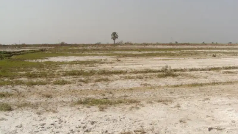 Restoration of agriculture is central component of reconstruction efforts in Iraq. Restoration of agriculture is central component of reconstruction efforts in Iraq.