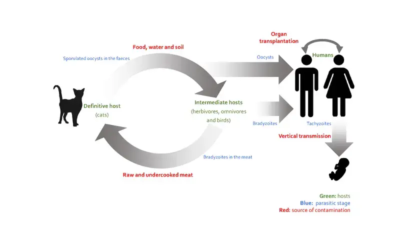 Epidemiological cycle of toxoplasmosis Epidemiological cycle of toxoplasmosis