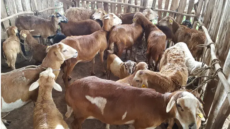 The program is being replicated in Iran, Malawi, South Africa, Sudan, Tanzania, and Uganda. (Photo: ICARDA) The program is being replicated in Iran, Malawi, South Africa, Sudan, Tanzania, and Uganda. (Photo: ICARDA)