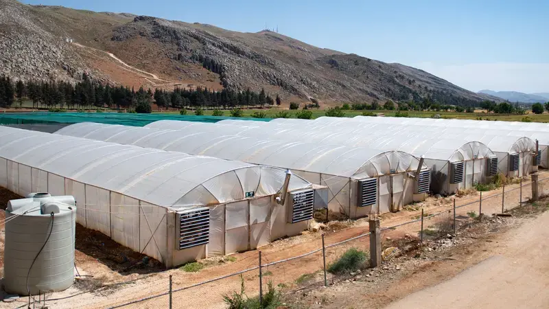 Plastic houses, ICARDA Terbol Station in Lebanon. Photo: Michael Major/Crop Trust Plastic houses, ICARDA Terbol Station in Lebanon. Photo: Michael Major/Crop Trust