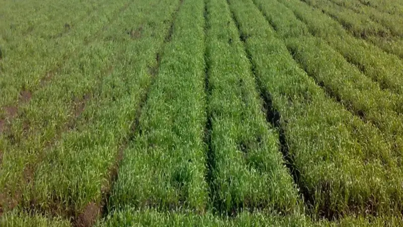 Raised bed planting involves planting crops on ridges and applying irrigation water to the bottom of furrows. Raised bed planting involves planting crops on ridges and applying irrigation water to the bottom of furrows.